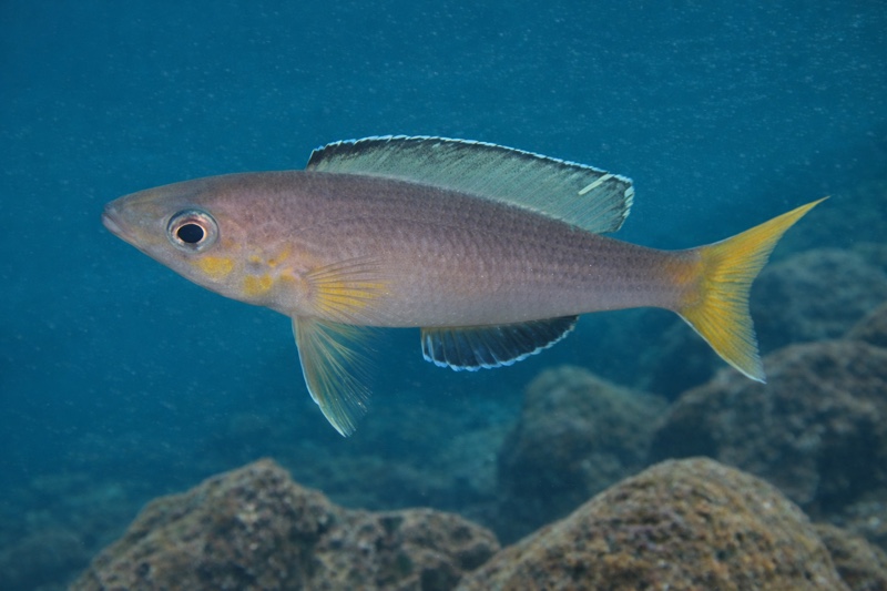 Cyprichromis sp. 'leptosoma jumbo' Kamakonde